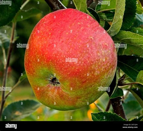 Manzana Morley S Seedling Malus Domestica Llamada Variedad Malus