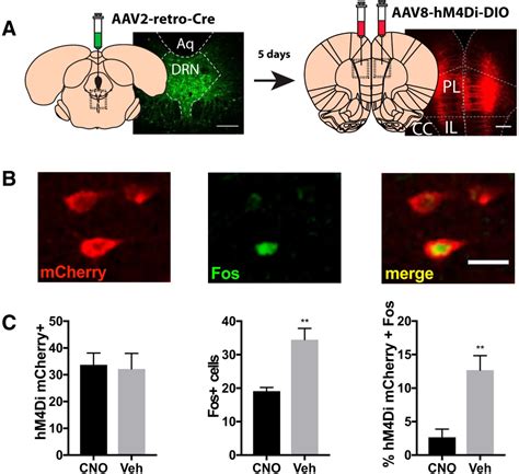 Addgene Aav Data Hub Paav Hsyn Dio Hm D Gi Mcherry In Rat Aav