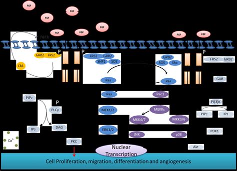 13 FGF FGFR Signalling Cascade Post FGF FGFR Binding Results In An