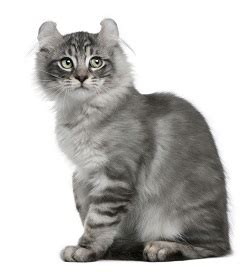 American Curl Cat Breeders and Information