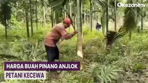 Harga Buah Anjlok Petani Di Muarojambi Babat Habis Pohon Pinang