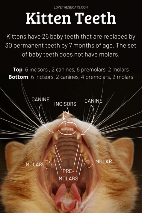 Kitten-Baby-Teeth-1 - Cat Tales