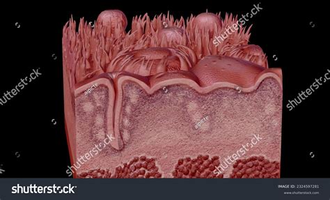 801 3d Render Human Tongue Images, Stock Photos & Vectors | Shutterstock