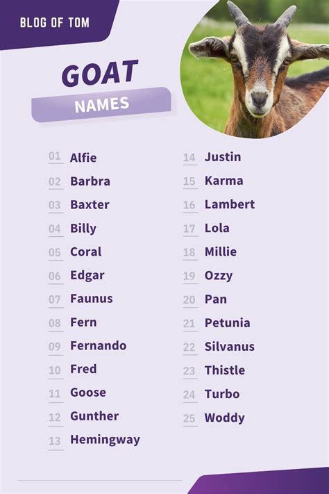 Goat Names For Girls & Boys (Includes Funny & Cute Ideas) | Cute animal ...