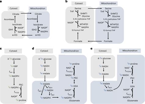 Metabolic Pathway Diagrams A B Two Possible Nadph Shuttle