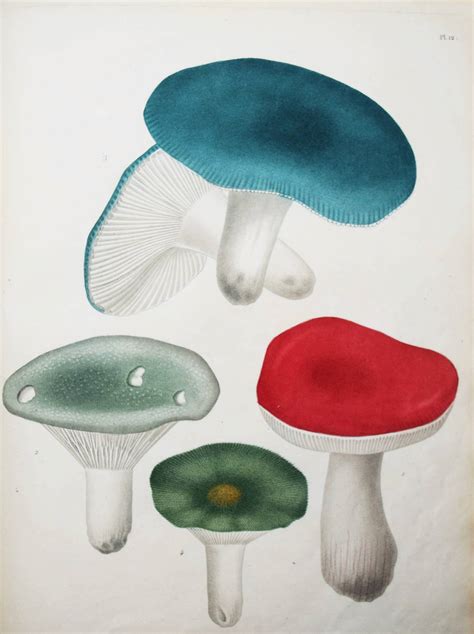 Champignons Comestibles Leurs Vertus Cacha C Es P 12