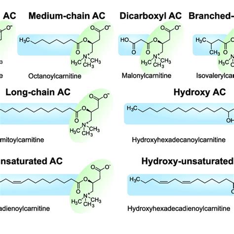 Representative Structures Of Various Acylcarnitine Classes Download