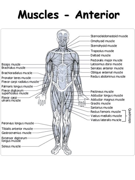 Muscular System Presentation Biology