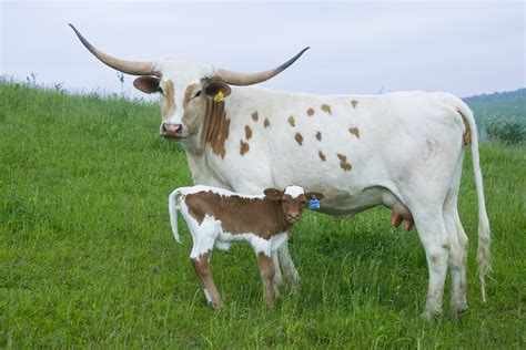 Texas Longhorn Cattle Photos