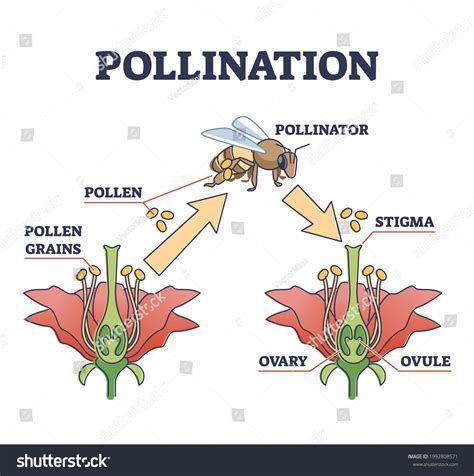 Plant Reproduction Diagram