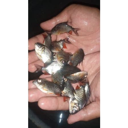 Jual Bibit Ikan Bawal Air Tawar Ukuran Korek Kayu Shopee Indonesia