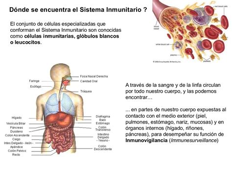 Misterios Del Sistema Inmunitario Como Protege Nuestro Cuerpo