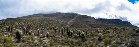 Valles de frailejones en el páramo de las tierras altas de Anzoategui