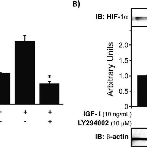 HIF 1α mRNA expression and protein levels in human chondrocytes treated