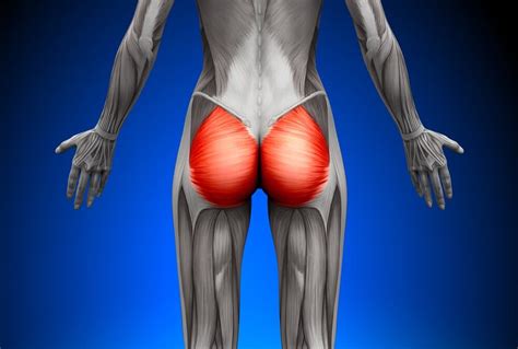 Gluteus Maximus