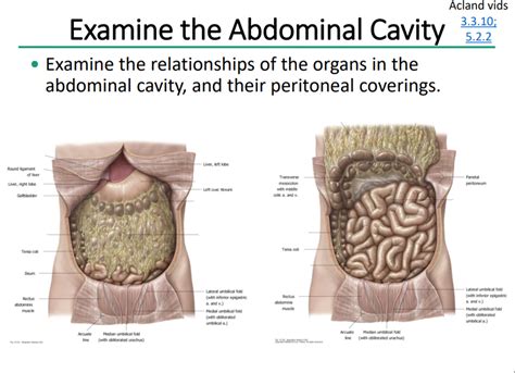 Abdominal Cavity Diagram Quizlet