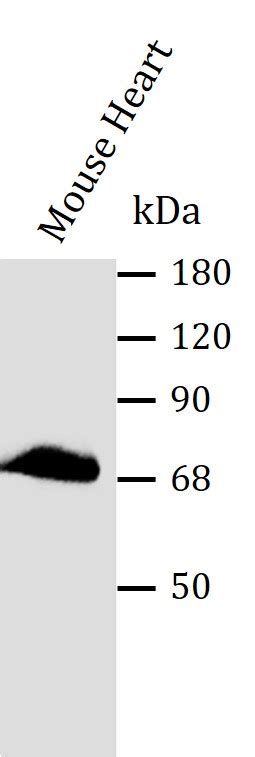 Anti DLAT Antibody ARG43834 Arigo Biolaboratories