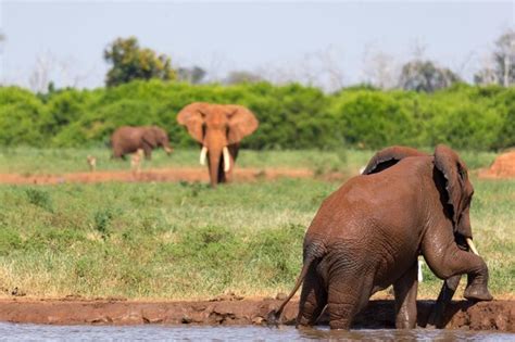 Premium Photo Elephants In A Field