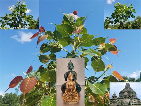 Peepal Live Plant Aka Ashvattha Ficus Religiosa Bodhi Pippala Asvattha