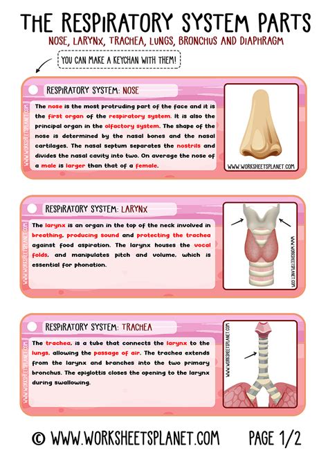 Respiratory System For Kids Diagram Theory Vocabulary