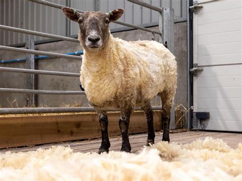 How The Worlds Loneliest Sheep Captured The Hearts Of The World