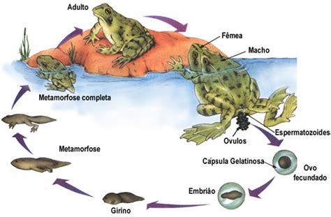 EMBRIOLOGIA Ciclo De Vida De Um Sapo