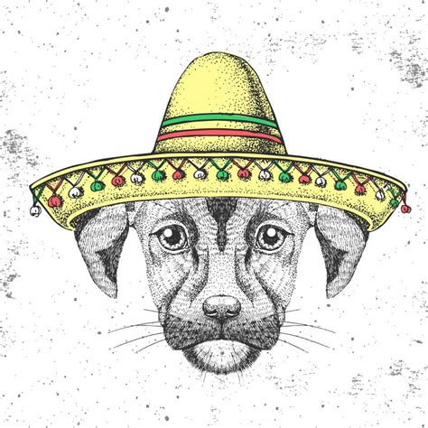 Dog Sombrero Wearing Stock Illustrations 46 Dog Sombrero Wearing