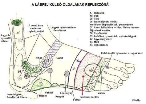 Lábfej Térkép Térkép