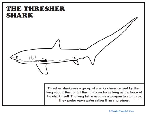 Thresher Shark Coloring Page Thư Viện Tiếng Anh