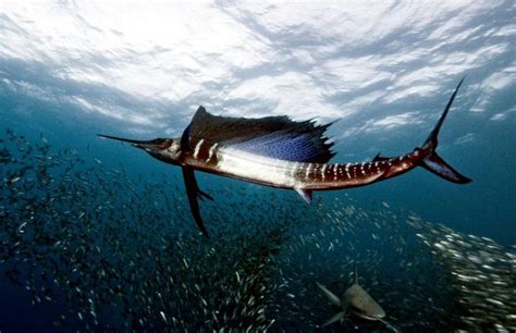 Swordfish Ocean Treasures Memorial Library