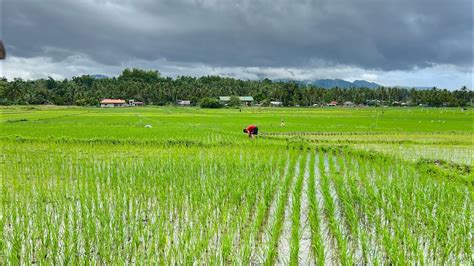 MANUAL TRANSPLANTING OF RICE SEEDLINGS IN THE PHILIPPINES Farming