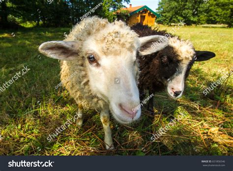 rams   camera white stock photo  shutterstock
