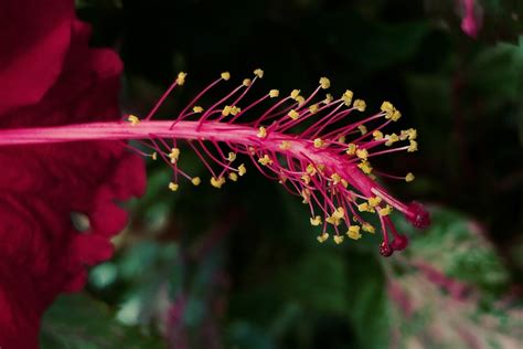 Red Hibiscus Pistil Flower - Free photo on Pixabay - Pixabay