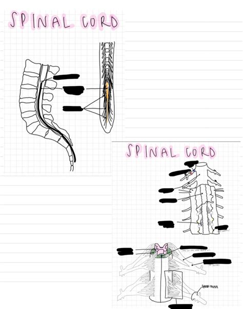 Spinal Cord Labeling Diagram Quizlet