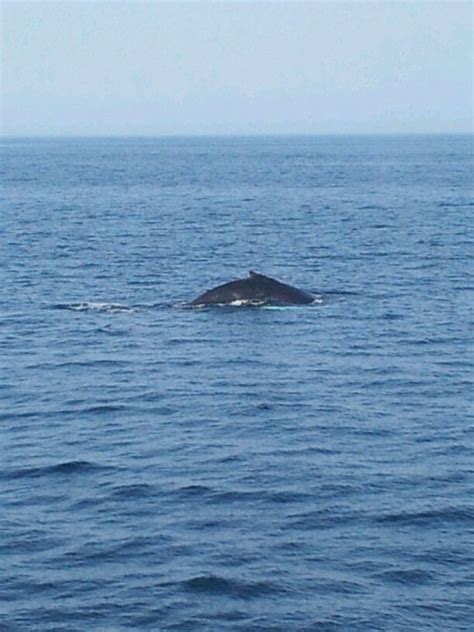 Provincetown MA Whale watching | Whale watching, Whale, Provincetown