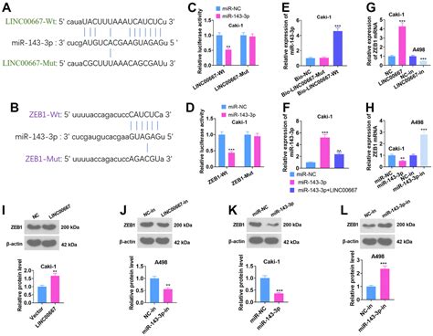 LncRNA LINC00667 Gets Involved In Clear Cell Renal Cell Carcinoma