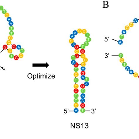 Predicted Secondary Structures Of N Cadherin Aptamers By Using Nupack