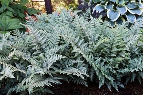 Fern Plants For Sale | Perennials – Great Garden Plants