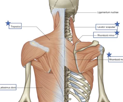 Anatomy Back Flashcards Quizlet