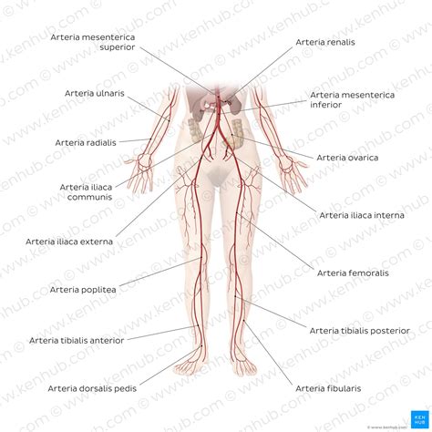 Grundlagen Der Anatomie Berblick Kenhub