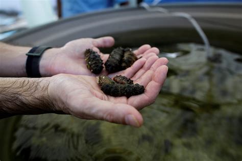 Inicia La Temporada De Pesquer A De Pepino De Mar En Gal Pagos El