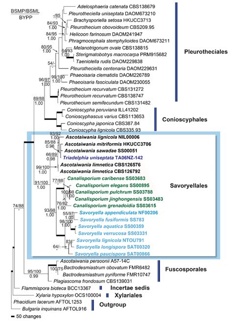 A Single Maximum Parsimony Tree Inferred From Combined Ssu Lsu Rdna