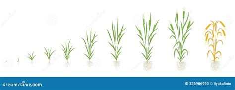 Barley Growth Stages. With One Stem. Hordeum Vulgare. Harvest ...