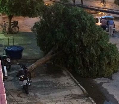 Chuva forte alaga ruas e derruba árvore em Ibotirama BA Boquira Em