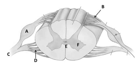 Neuro Exam 2 Spinal Cord Section Diagram Quizlet