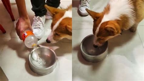 Cachorro Experimenta Gua G S Pela Primeira E Tem Rea O Divertida