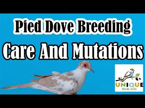 Pied Dove Breeding And Care Pied Dove Mutations Silver Pied Blue Pied