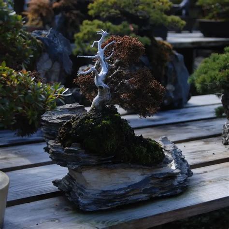 Creating Bonsai On Rock: A Step-by-Step Guide