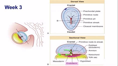 Embryonic Period Weeks 3 8 Embryology Youtube