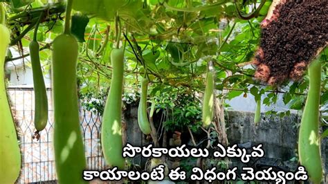 Sorakaya Bottle Gourd Growing Bottle Gourd Plant Care How To Grow Bottle Gourd From Seed At